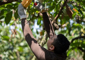 NESTLÉ Y ÉPICO INVITAN A ESTUDIANTES UNIVERSITARIOS A PARTICIPAR EN EL RETO DE AGROEMPRENDIMIENTO Y TRANSFORMAR AL SECTOR AGRÍCOLA
