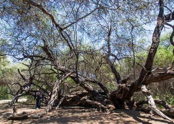 Cuatro destinos sostenibles en Perú que debes conocer