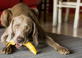 Una alimentación responsable es el mejor cuidado para tu mascota