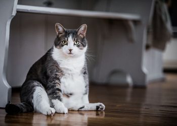 ESTERILIZACIÓN Y CUIDADO: LA CLAVE PARA UN GATO SANO Y FELIZ