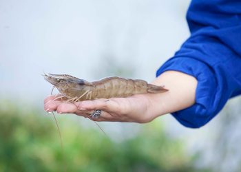 MUJERES LIDERANDO EL FUTURO DE LA SEGURIDAD ALIMENTARIA EN CARGILL ECUADOR