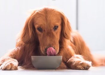 LA CLAVE DE LA NUTRICIÓN CANINA: ¿POR QUÉ LAS PROTEÍNAS SON ESENCIALES?