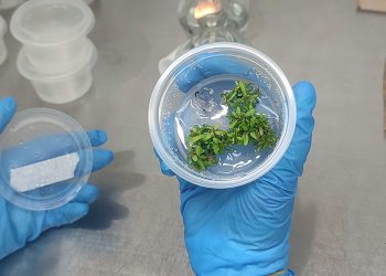 Del laboratorio al bosque: innovación para un futuro sostenible