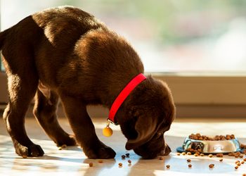 PESCADO Y CORDERO, PROTEÍNAS DE GRAN VALOR NUTRICIONAL PARA TUS MASCOTAS
