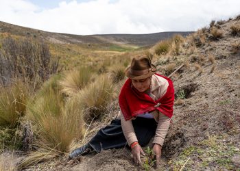 Ecuador lidera la restauración de páramos andinos con más de un millón de árboles sembrados