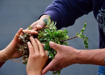 5 de junio, Día del Medio Ambiente: Acción Andina elimina el uso de bolsas plásticas en sus viveros y trasplantes, impulsando la restauración sin residuos en los Andes