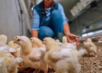 Día Mundial de la Avicultura: Boehringer Ingelheim refuerza su compromiso con la prevención sanitaria para proteger la seguridad alimentaria del país