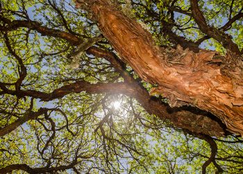 28 de junio, Día Internacional del Árbol: los ecosistemas andinos son la primera línea de defensa frente al cambio climático