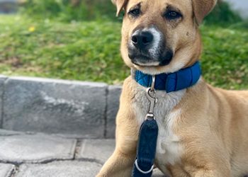 NACHO, EL INFLUENCER DE CUATRO PATAS QUE CONQUISTA ETAFASHION Y LLENA DE ALEGRÍA LA OFICINA