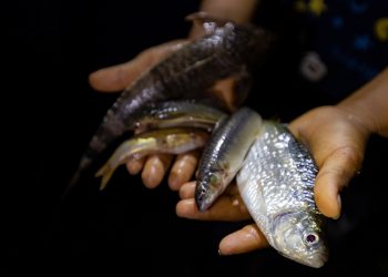 La Amazonía ecuatoriana frente a un reto urgente: proteger su biodiversidad acuática y asegurar la sostenibilidad de la pesca