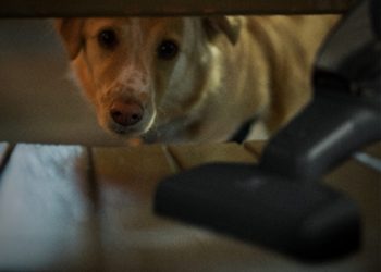 La tecnología redefine el cuidado de las mascotas y la limpieza en el hogar