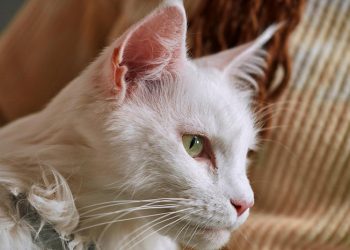 Cinco claves para proteger la salud de perros y gatos contra los parásitos