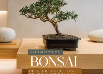 VILLAGE INVITA A DESCUBRIR EL ARTE Y LA ARMONÍA DE LOS BONSÁIS EN UNA EXCLUSIVA EXHIBICIÓN