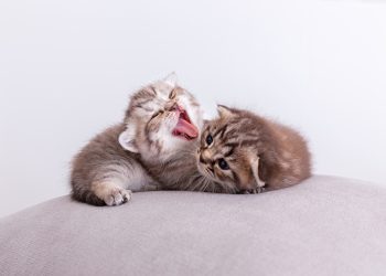 ¿Qué necesita realmente un gato en casa? Los secretos para una vida más feliz y saludable