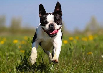 Beneficios de una dieta rica en proteína: músculos fuertes y defensas altas