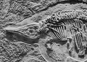 El dinosaurio que viajó en el tiempo para hacerse una tomografía