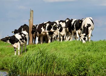 El lado verde de la leche: innovación y sostenibilidad en la industria láctea