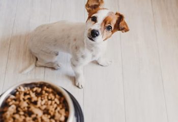 Las vitaminas: aliados esenciales para la salud y vitalidad de los perros adultos