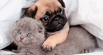 Ayuda a tus mascotas a mantener la calma durante el ruido de los fuegos artificiales en Navidad y Fin de Año