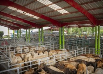 Agropesa abre convocatoria nacional para nuevos productores de ganado