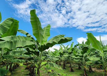 El banano ecuatoriano se reinventa: innovación marca el futuro del principal producto de exportación