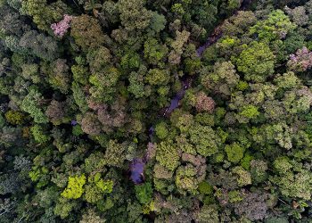 Los bosques tropicales pueden recuperarse rápidamente: un innovador estudio confirma el impacto de la conservación a largo plazo, en el Chocó ecuatoriano