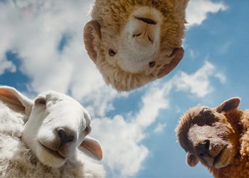 Las Ovejas Detectives llega a cines ecuatorianos con un misterio por resolver