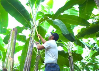 Innovación biológica y sostenibilidad marcan el futuro del agro en América Latina