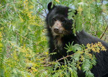El Zoológico de Quito evoluciona hacia Wiwa Quito: nace el primer Parque Refugio de Animales Silvestres de Ecuador