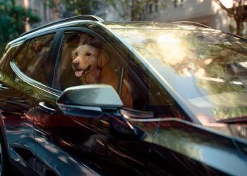 General Motors promueve una movilidad más segura para las mascotas y sus familias