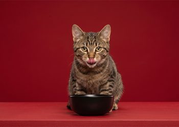 Día Internacional del Gato: El cuidado felino se digitaliza