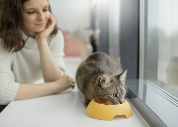 De gatito a senior: los nutrientes que tu gato necesita en cada etapa de su vida