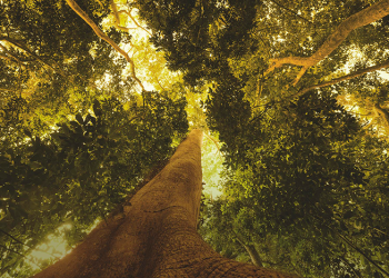 Mes de la Amazonía: cómo la marca más sustentable del mundo transforma la biodiversidad de la selva en innovación para la industria de la belleza