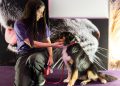 Más que una pasarela: Mascotas presenta un Pet Fashion Show que posiciona la nueva forma de vivir el vínculo con tus mascotas.
