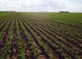 La soya sostenible gana protagonismo en la producción de pollo, cerdo y pescado en Latinoamérica