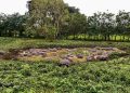 DE 15 A MÁS DE 200 TORTUGAS GIGANTES EN GALÁPAGOS: PROYECTO MONTEMAR FINANCIA LA RESTAURACIÓN DE GALÁPAGOS CON LA PRODUCCIÓN DE CAFÉ​