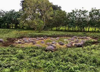 DE 15 A MÁS DE 200 TORTUGAS GIGANTES EN GALÁPAGOS: PROYECTO MONTEMAR FINANCIA LA RESTAURACIÓN DE GALÁPAGOS CON LA PRODUCCIÓN DE CAFÉ​